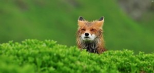 Create meme: foxes, vulpes, chanterelle
