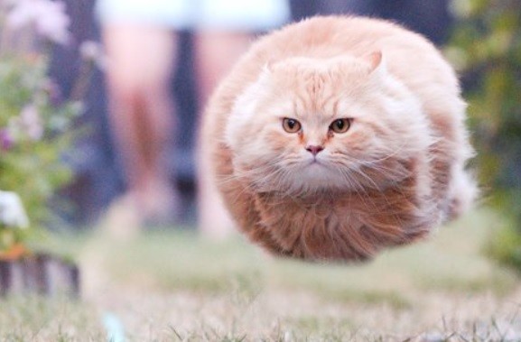Create meme: flying cat, the round cat is flying, flying round cat
