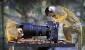 Create meme: squirrel, animals, primates
