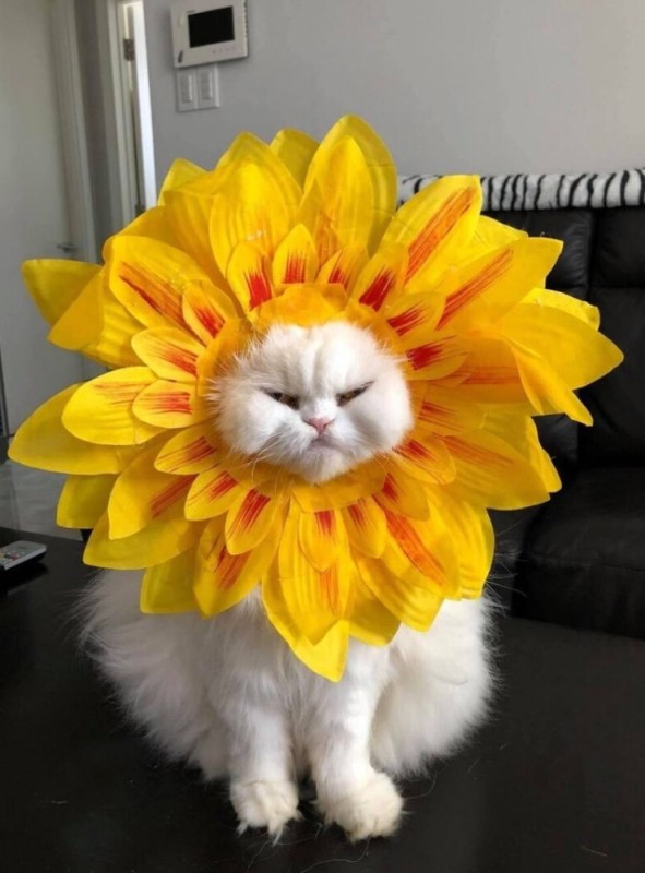 Create meme: animals cute, cat in sunflowers, cat with flowers
