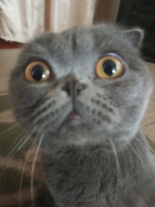 Create meme: British cat, Scottish fold, Scottish fold grey