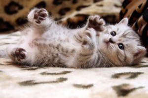 Create meme: cute kittens, cute cats, cute cats