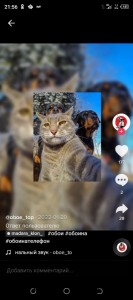 Create meme: funny cats, cats, cat Bob