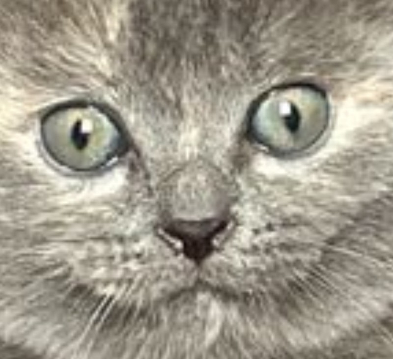 Create meme: cats , kittens russian blue, russian blue cat