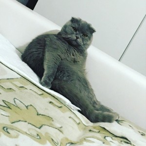 Create meme: British cat, British Shorthair cattery, scottish fold