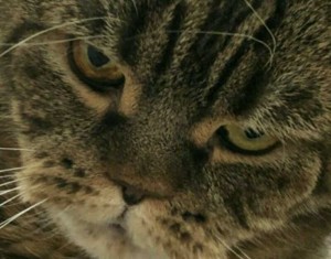 Create meme: tabby cat, cat's eye, gray tabby cat