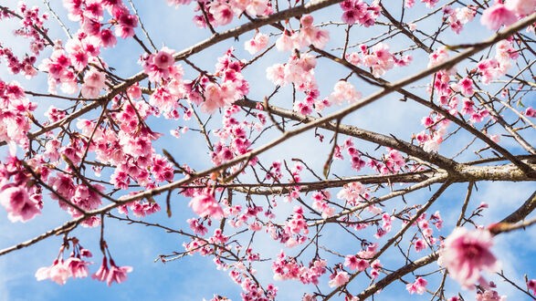 Создать мем: цветущая вишня, сакура, весна сакура
