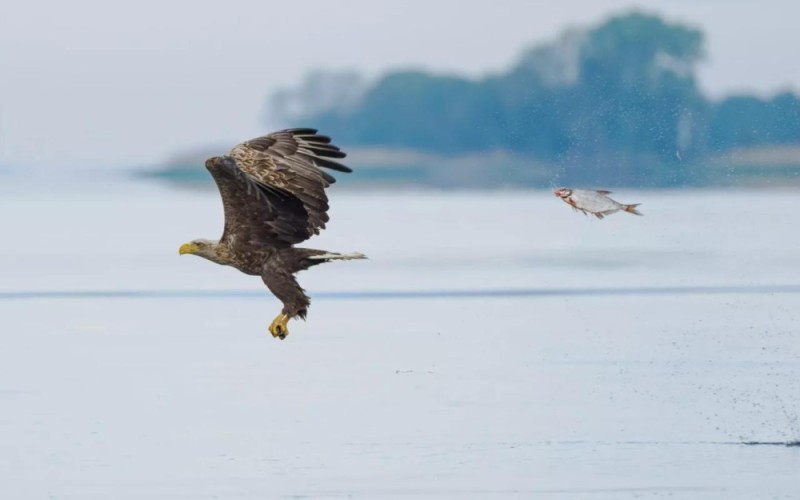 Create meme: white-tailed eagle, eagle bird, a bird of prey