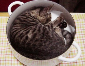 Create meme: cats, funny cats, the cat in the pan