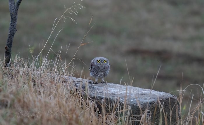 Create meme: owl , gray owl, sychik 