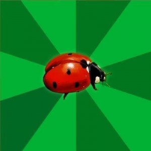 Create meme: ladybugs