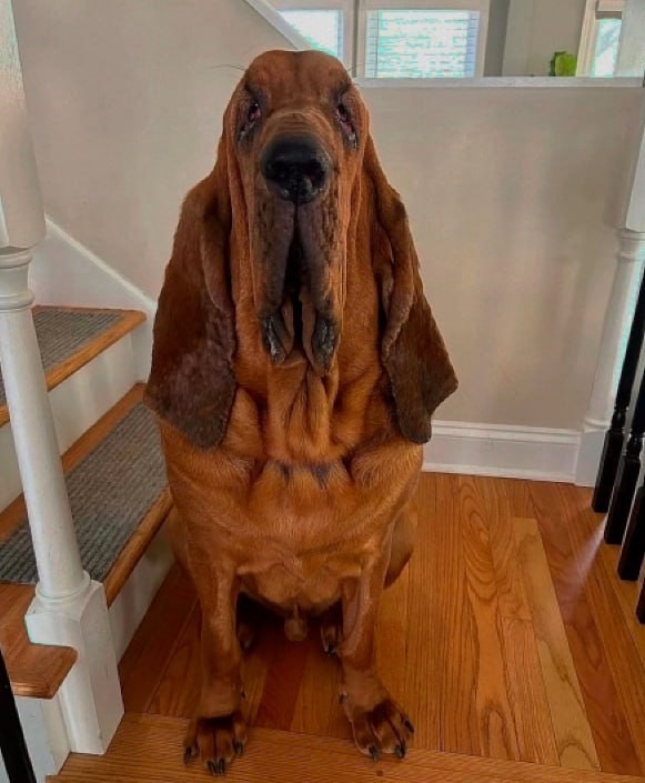 Create meme: bloodhound dog, Bloodhound is a breed of dog, bloodhound breed