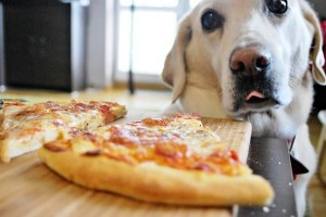 Создать мем: собака и пицца, pizza pizza, мини пицца