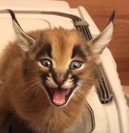 Create meme: Caracal, little caracal, the caracal meows