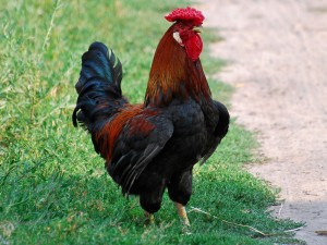 Create meme: rooster meme, Cockerel, rooster