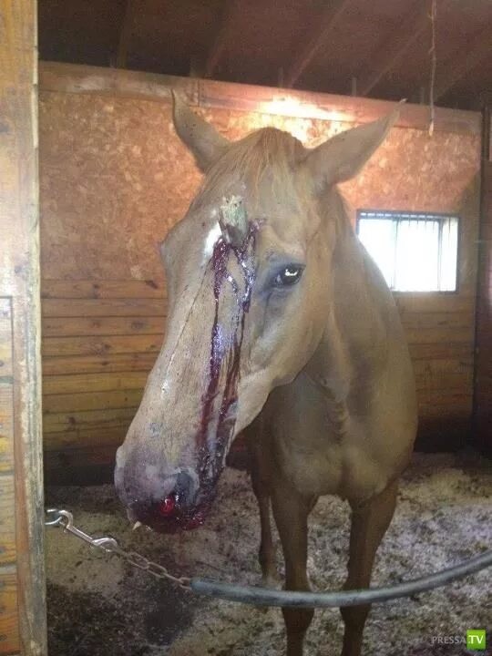 Create meme: scary horse, A wounded horse, A sick horse