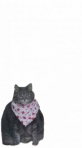 Create meme: cats, cat in a bib, cat