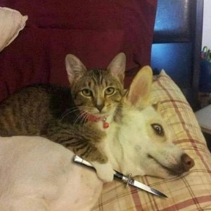 Создать мем: собака животное, смешные фотографии котов, кот
