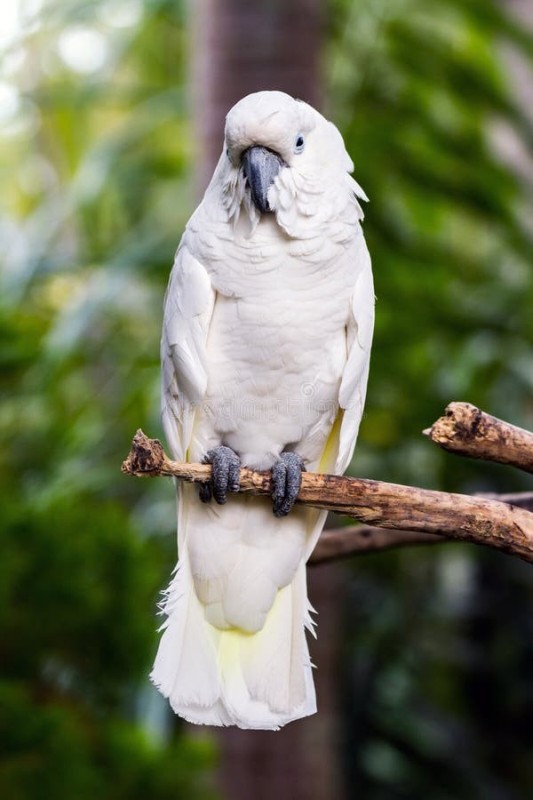 Create meme: macaw white parrot, white parrot, white big parrot
