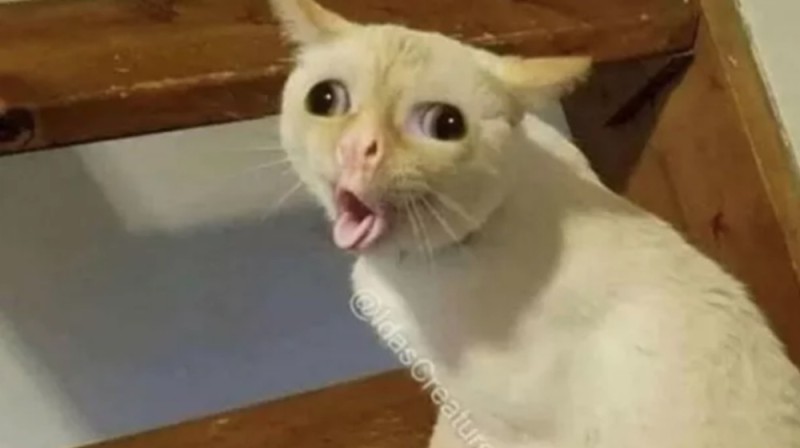 Create meme: cat funny , meme cat , coughing cat