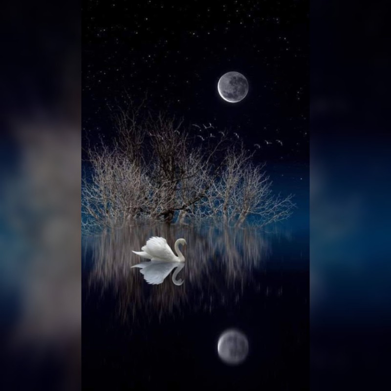 Create meme: Swan lake white swan, moon and swans, Swans moonlit night