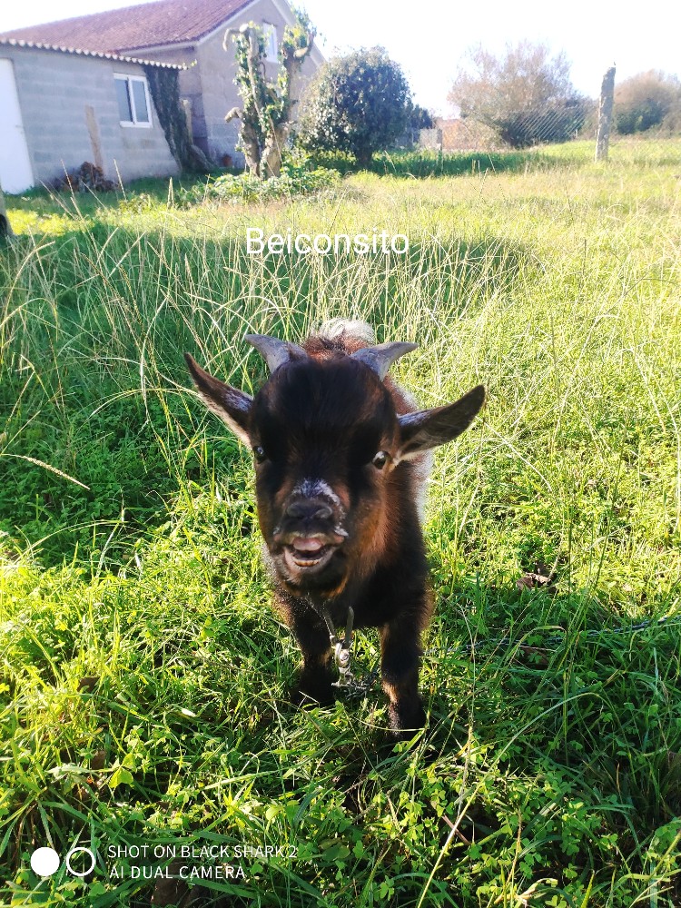 Create meme: mini goats Cameroonian, The black goat, goat black