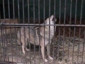 Create meme: wolf in a cage, mobile zoo, Samara zoo