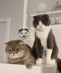 Create meme: cat, lop-eared, cat Scottish