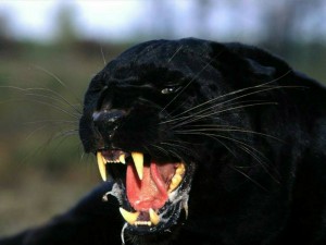 Create meme: Panthers, black Jaguar, Panther animal