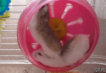 Create meme: hamster , hamster toy, Djungarian hamster