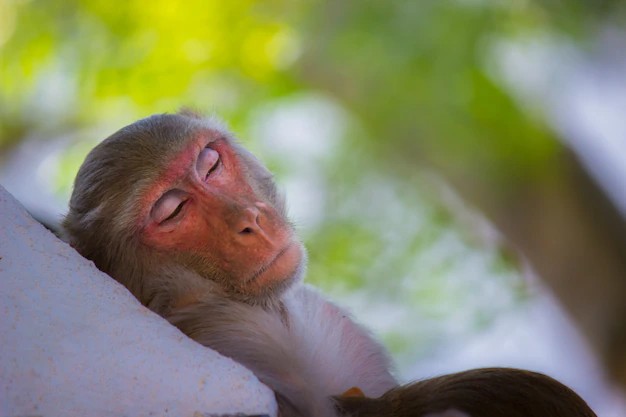 Create meme: monkey , sleeping monkey, sleepy monkey