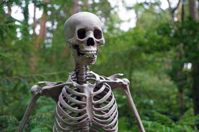 Create meme: skeleton , skeletons skeletons, a skeleton in the forest