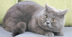 Create meme: British Shorthair cat, British cat breed, British Shorthair