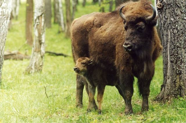 Create meme: bison red book, bison of Belovezhskaya Pushcha, bison