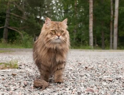 Создать мем: кот, лесной кот, порода кошек сибирская