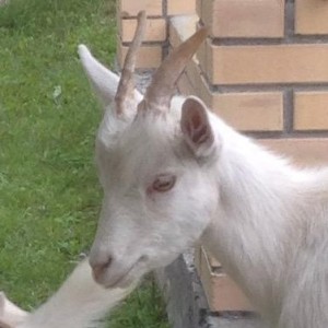 Create meme: goat panenska, goat, goat