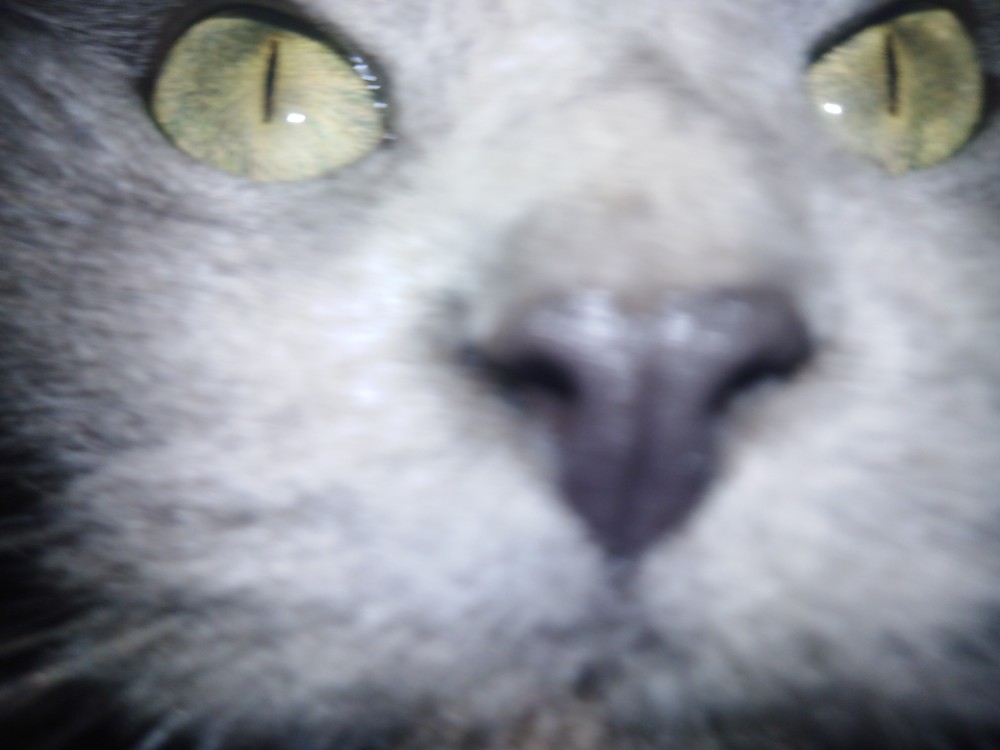 Создать мем: коты, кот, кот с зелеными глазами
