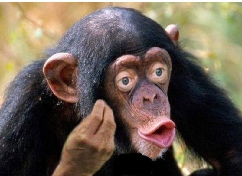 Create meme: monkey with lips, chimp meme, chimp lips