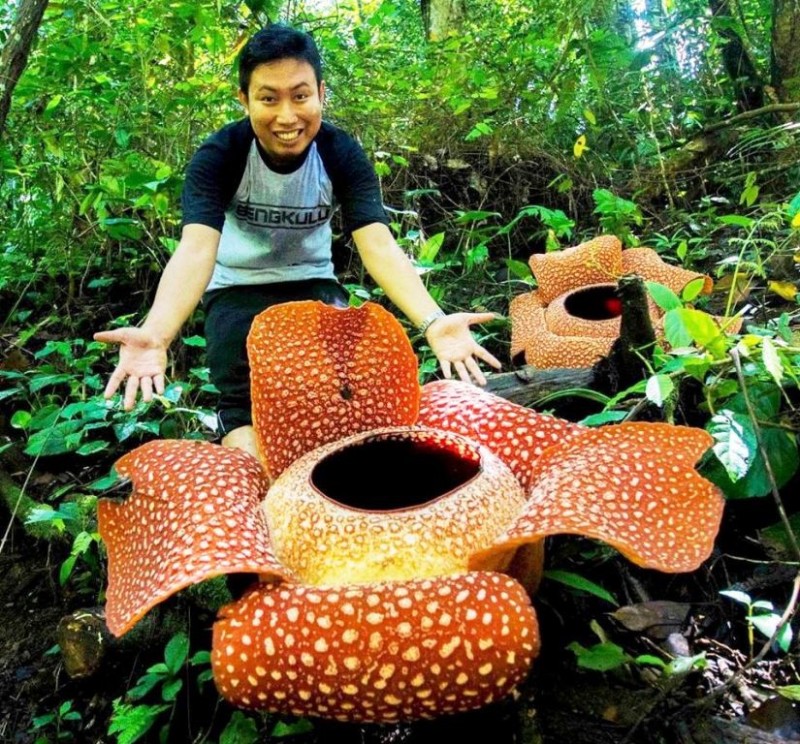 Create meme: rafflesia flower, rafflesia Arnoldi, Rafflesia arnoldi flower