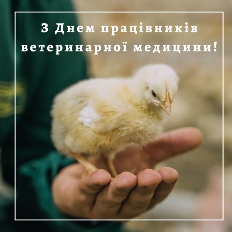 Create meme: chicken, postcard, day-old Chicks