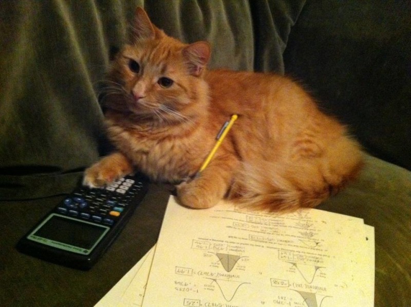 Create meme: the cat is a mathematician, cat , cat leti