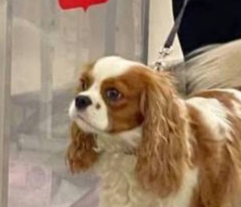 Create meme: king Charles Spaniel, the cavalier king Charles Spaniel , spaniel cavalier