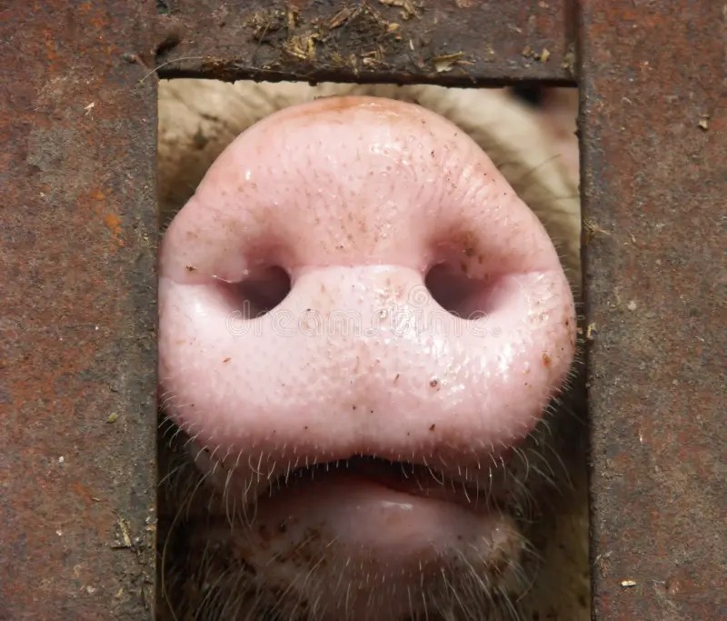 Создать мем: свиной нос, свинья поросенок, нос хрюшки