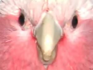 Create meme: Flamingo, bird