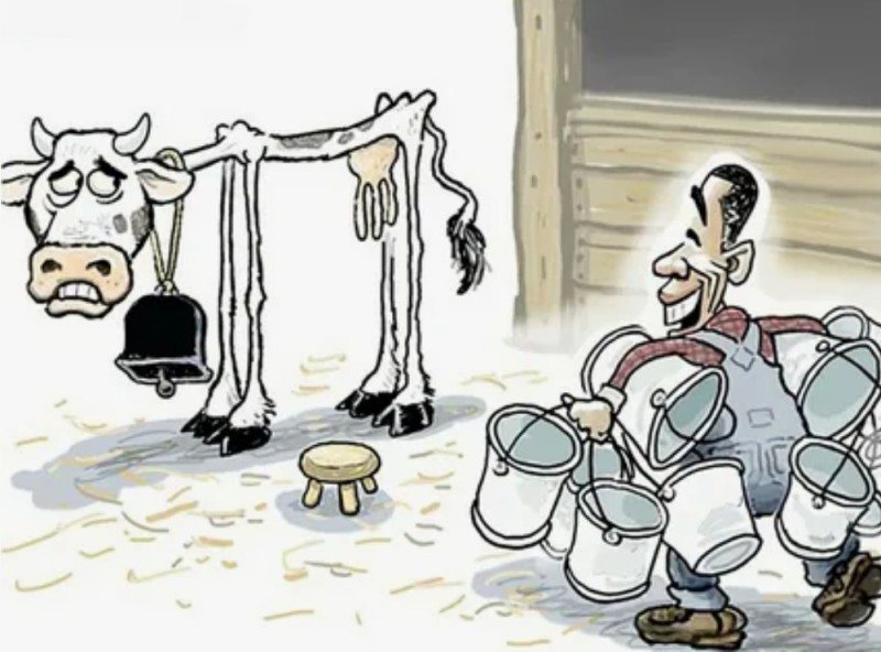 Create meme: cash cow caricature, milking a cow, cow cartoon