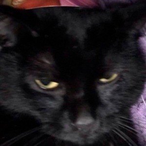 Create meme: cat, black cat