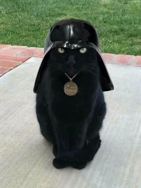 Create meme: cat Darth Vader, cat Darth Vader, cat Vader