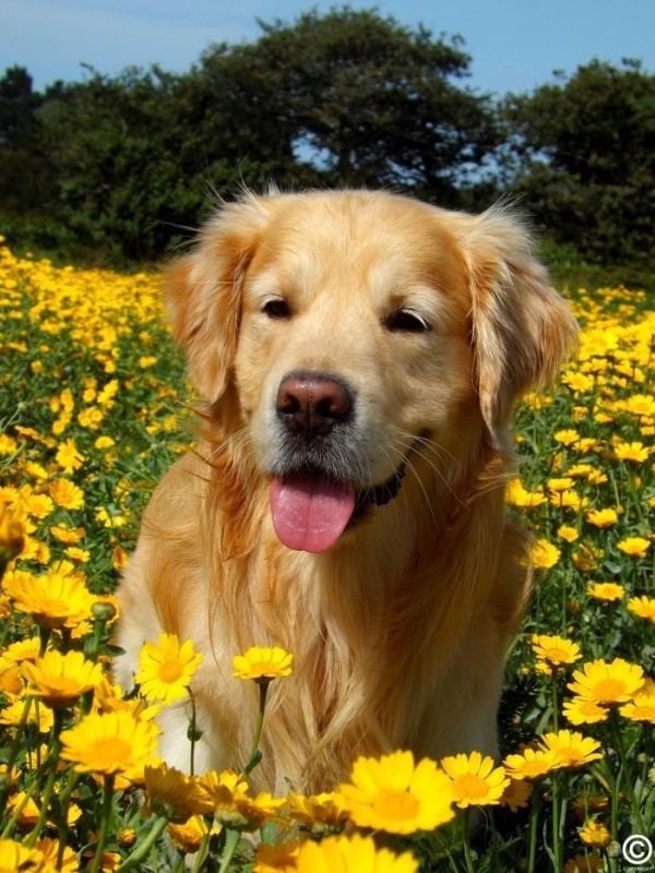 Create meme: golden retriever, golden retriever labrador, dog Golden Retriever