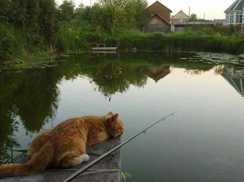 Создать мем: ловись рыбка, кот рыбак, кот на рыбалке