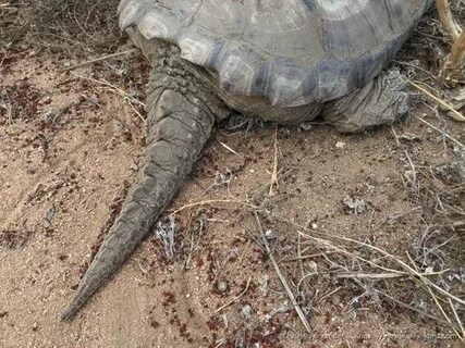 Create meme: caiman turtle, tortoise, giant turtle